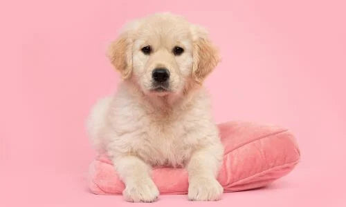 faire un coussin pour chien